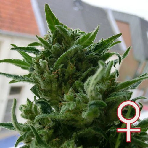 K.C. 33 feminisierte Samen von KC Brains