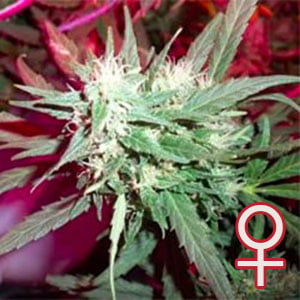 K.C. 39 feminisierte Samen von KC Brains