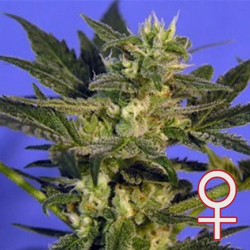 K.C. 45 feminisierte Samen von KC Brains