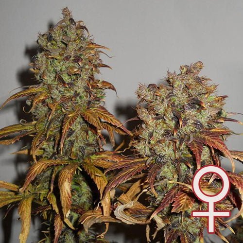 Mango feminisierte Samen von KC Brains