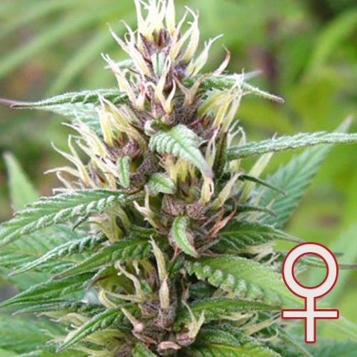 Mind Bender feminisierte Samen von KC Brains
