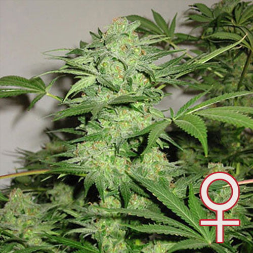 Northern Light Special feminisierte Samen von KC Brains