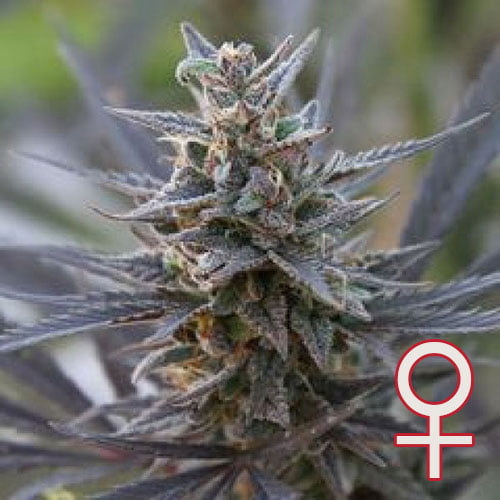 Spontanica feminisierte Samen von KC Brains