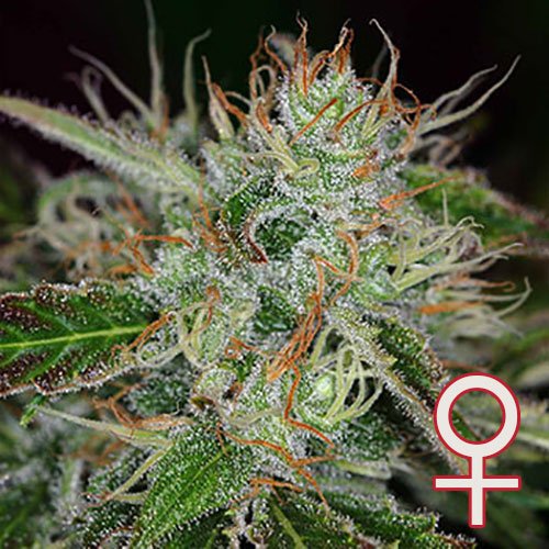 Sweet Dreams feminisierte Samen von KC Brains