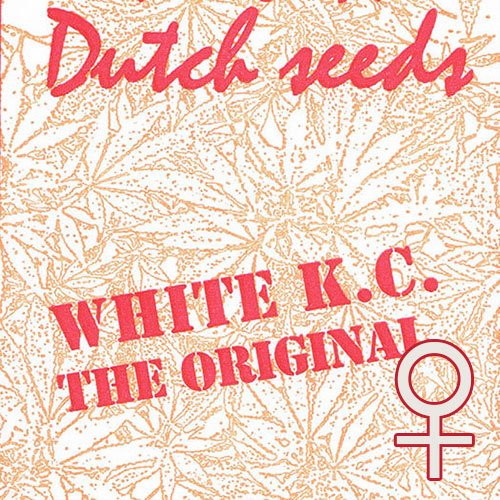 White K.C. feminisierte Samen von KC Brains