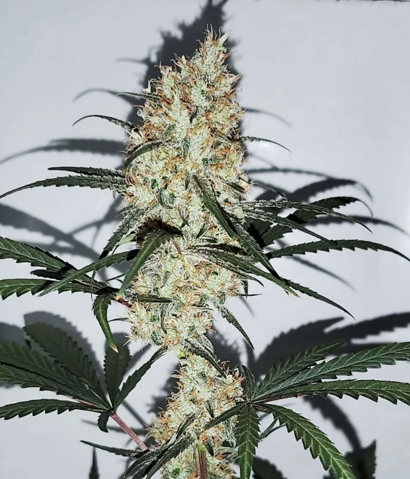 Grape Amnesia von Female Seeds