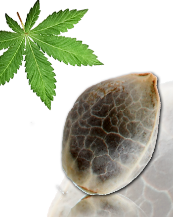 Douce Nuit von French Touch Seeds