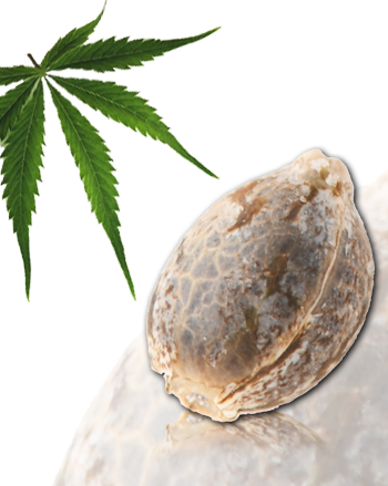 K1 (Kalité Tizane) von French Touch Seeds