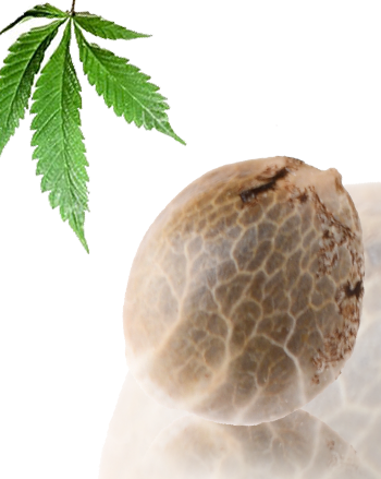 Nuttea Haze von French Touch Seeds