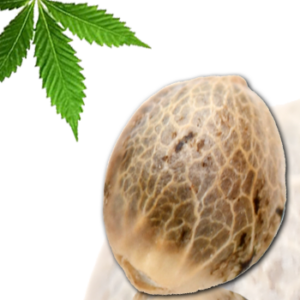 Guillotine von French Touch Seeds