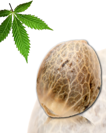 Guillotine von French Touch Seeds