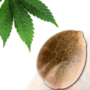 Sativa des Rois von French Touch Seeds