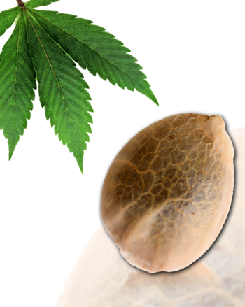 Sativa des Rois von French Touch Seeds