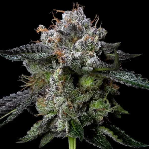 Four Prophets von DNA Genetics