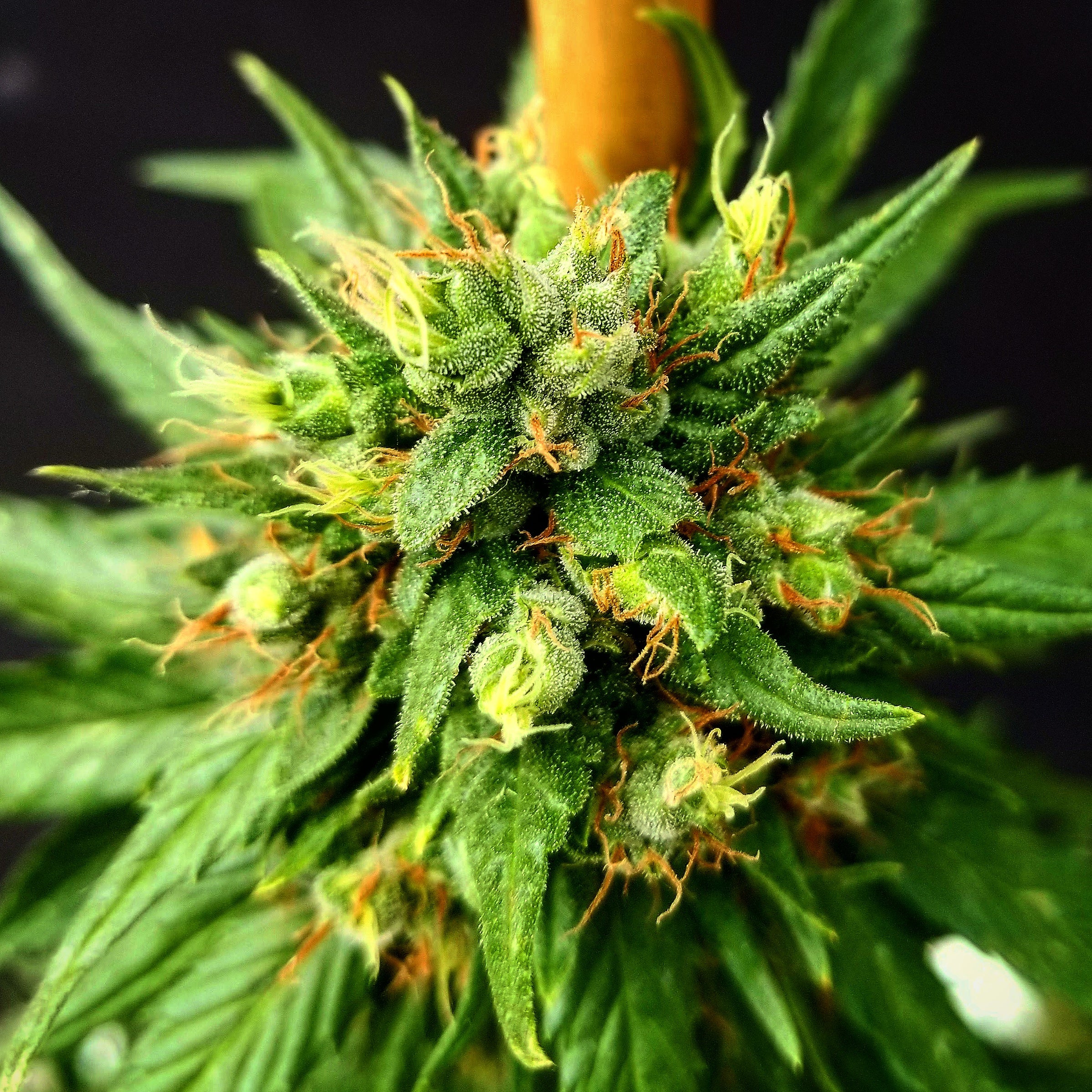 G13 x Skunk von Mr Nice