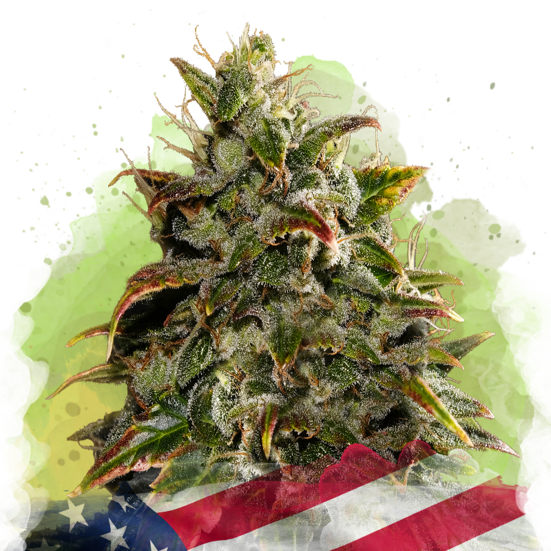 Gelato Auto von Nirvana
