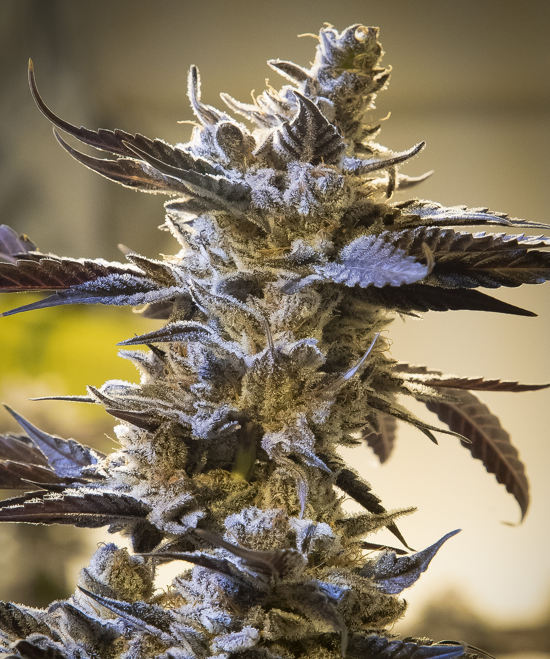 Ghost Train OG Auto von High Speed Buds