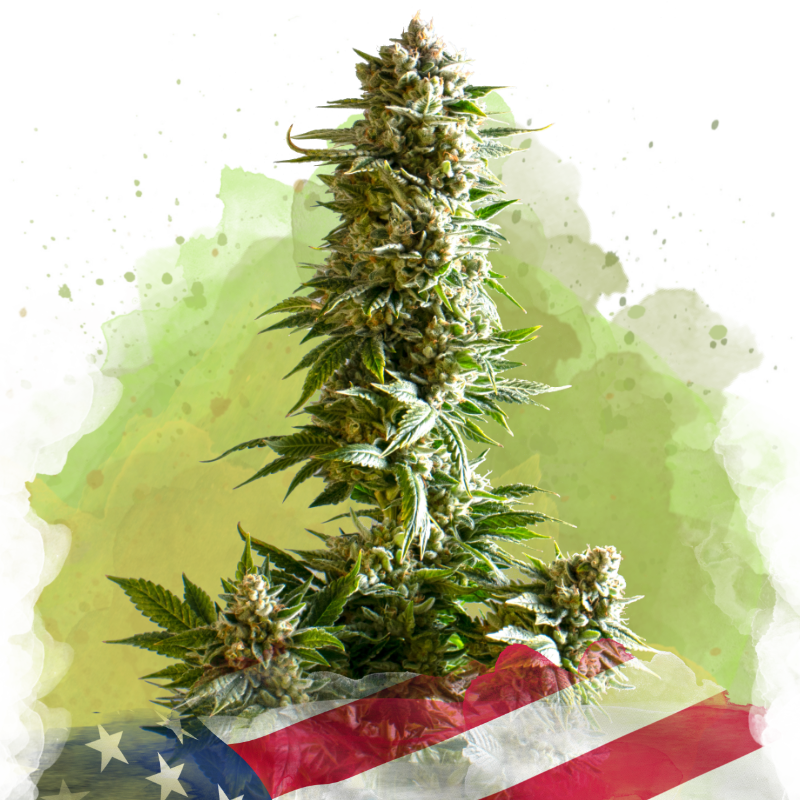 Girl Scout Cookies Auto von Nirvana