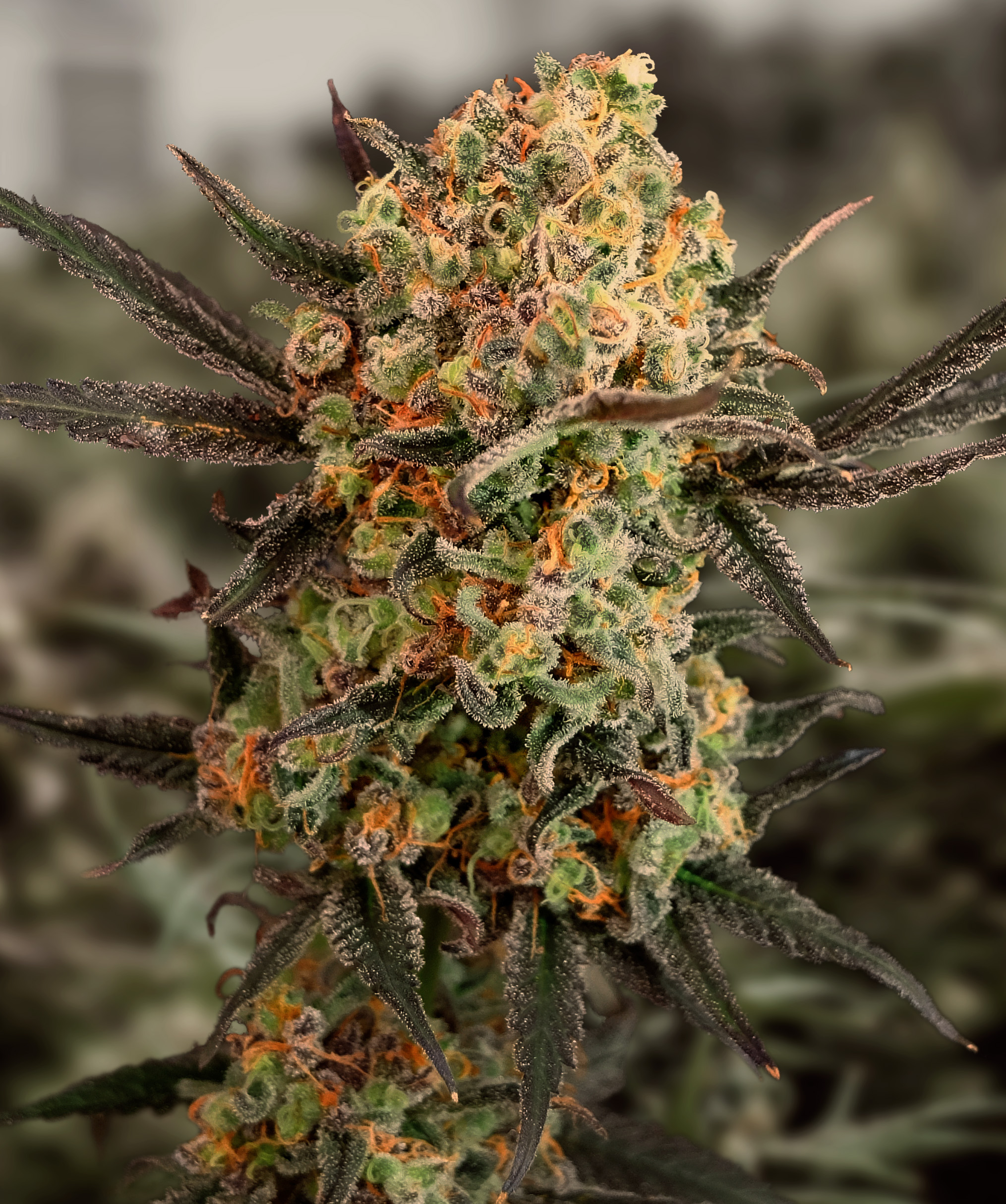 Gorilla Cookies Auto von High Speed Buds