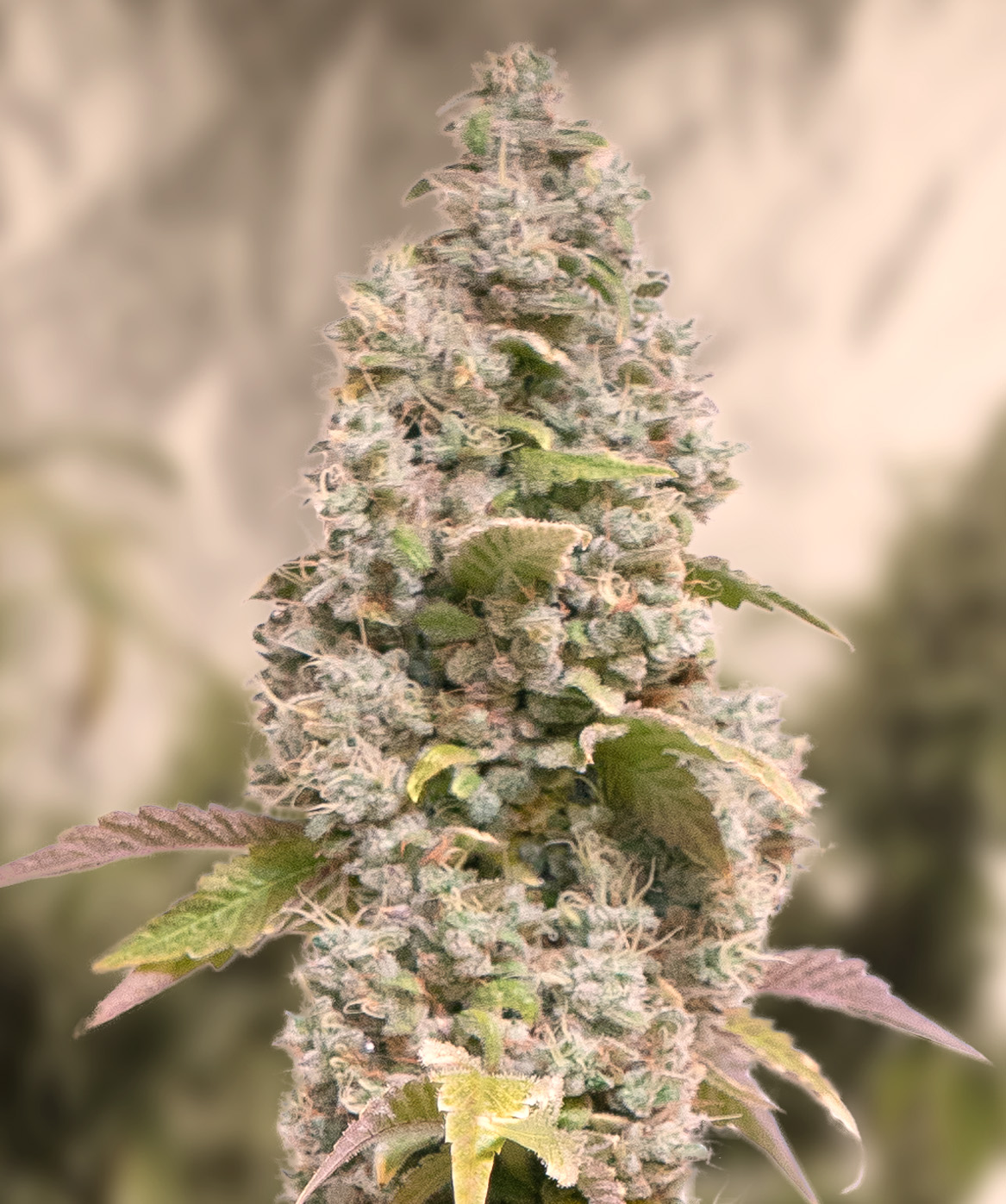 Gorilla Cookies Fast von High Speed Buds