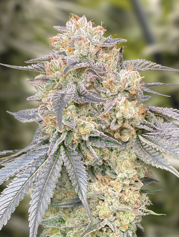 Gorilla Zkittlez Fast von High Speed Buds