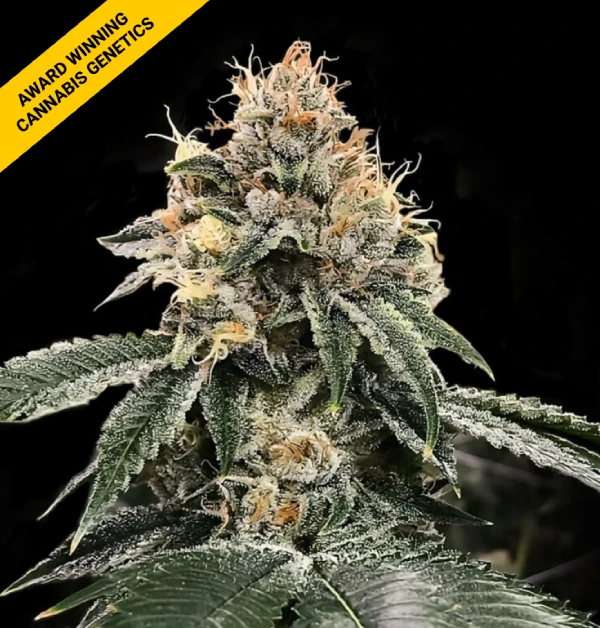 HG23 aka Michael Jordan von DNA Genetics