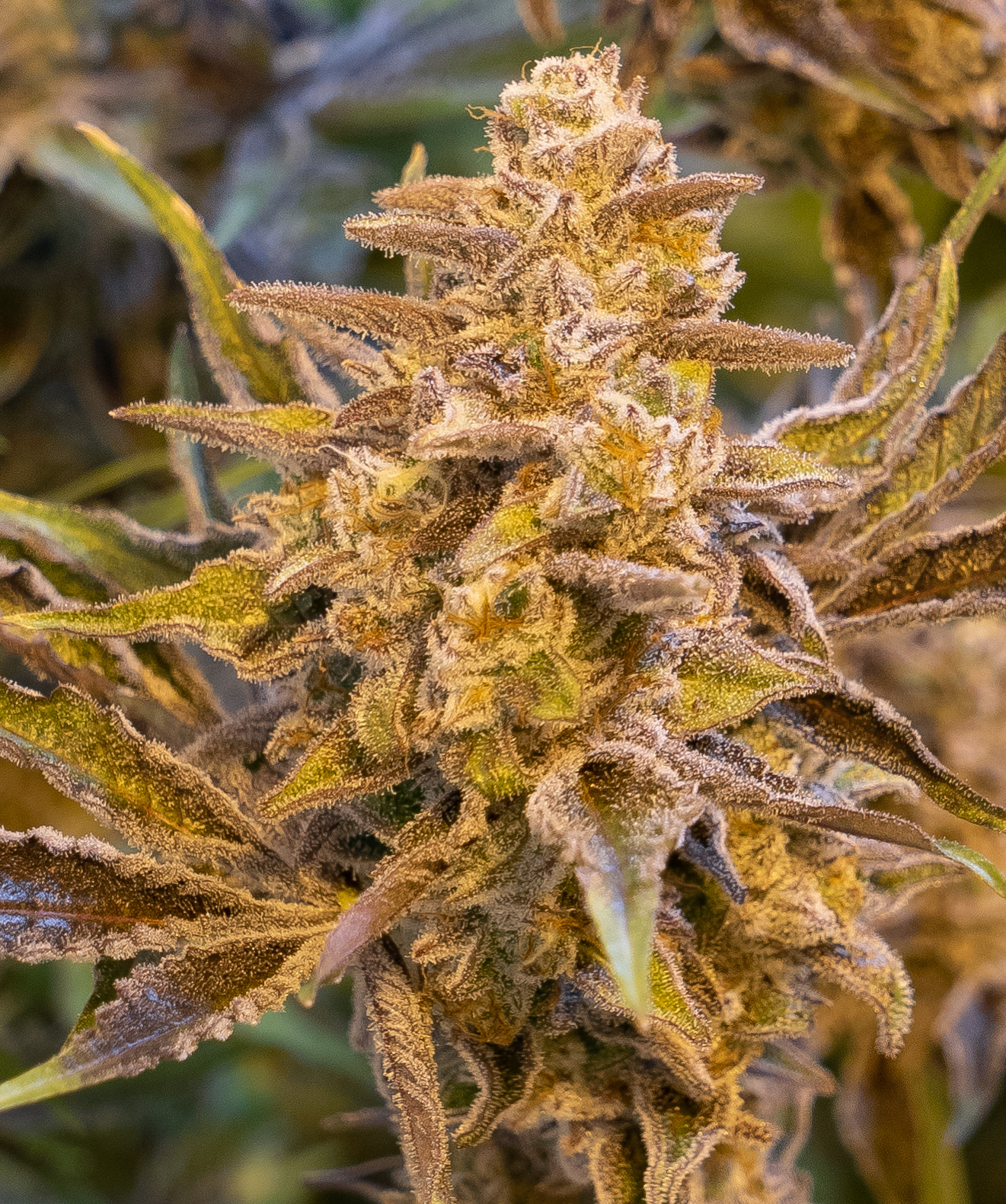 High Voltage Auto von High Speed Buds