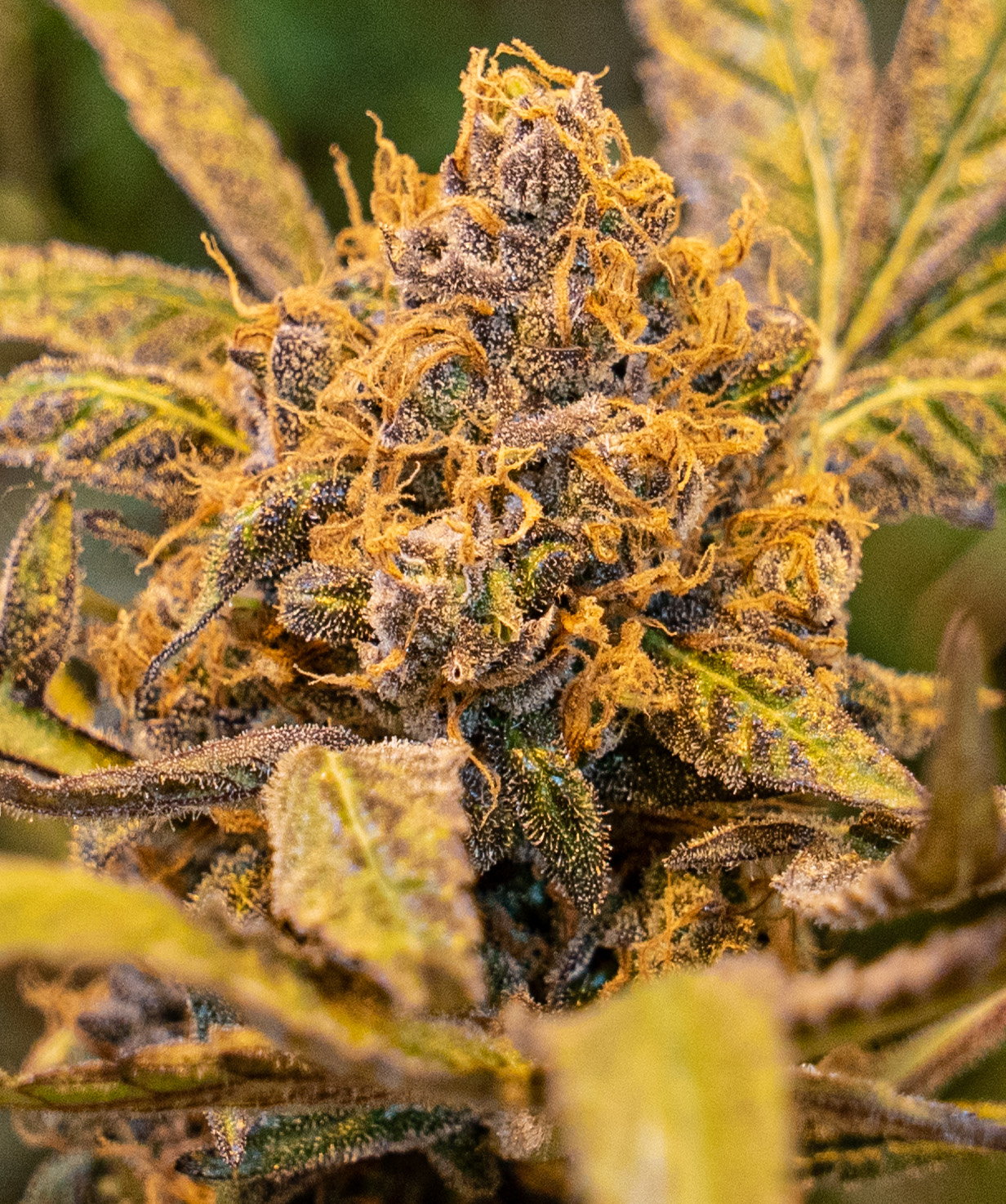 High Voltage Fast von High Speed Buds