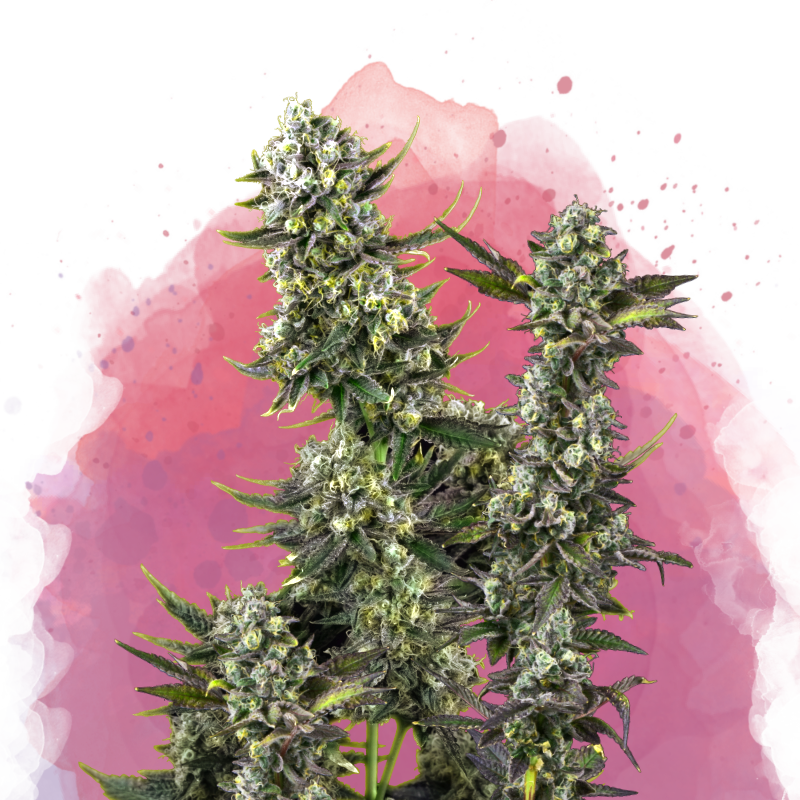 Hindu Kush von Nirvana