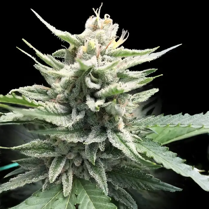 Honey Banana S1 von DNA Genetics