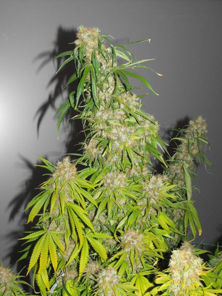 G13 x Haze von Mr Nice