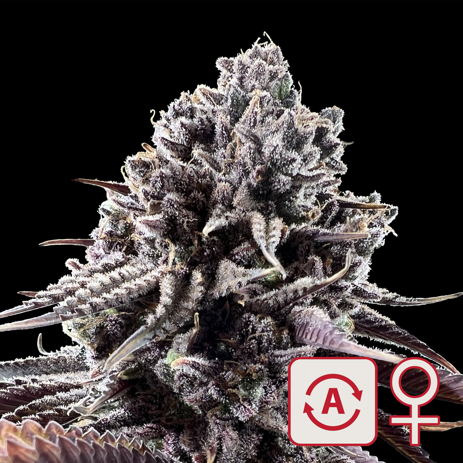 Diamond Queen Kush Auto von KC Brains