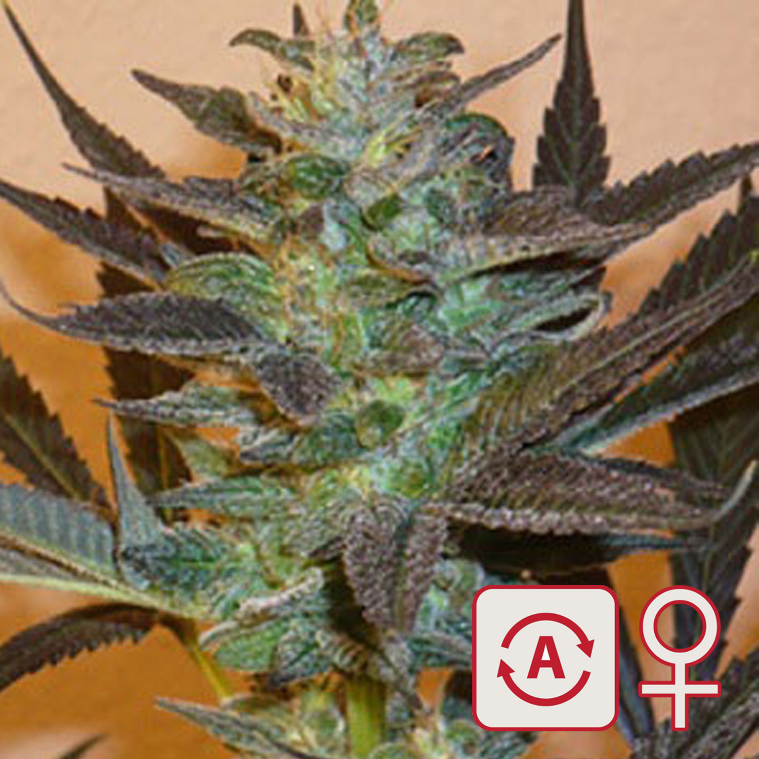 K.C. 48 Auto von KC Brains
