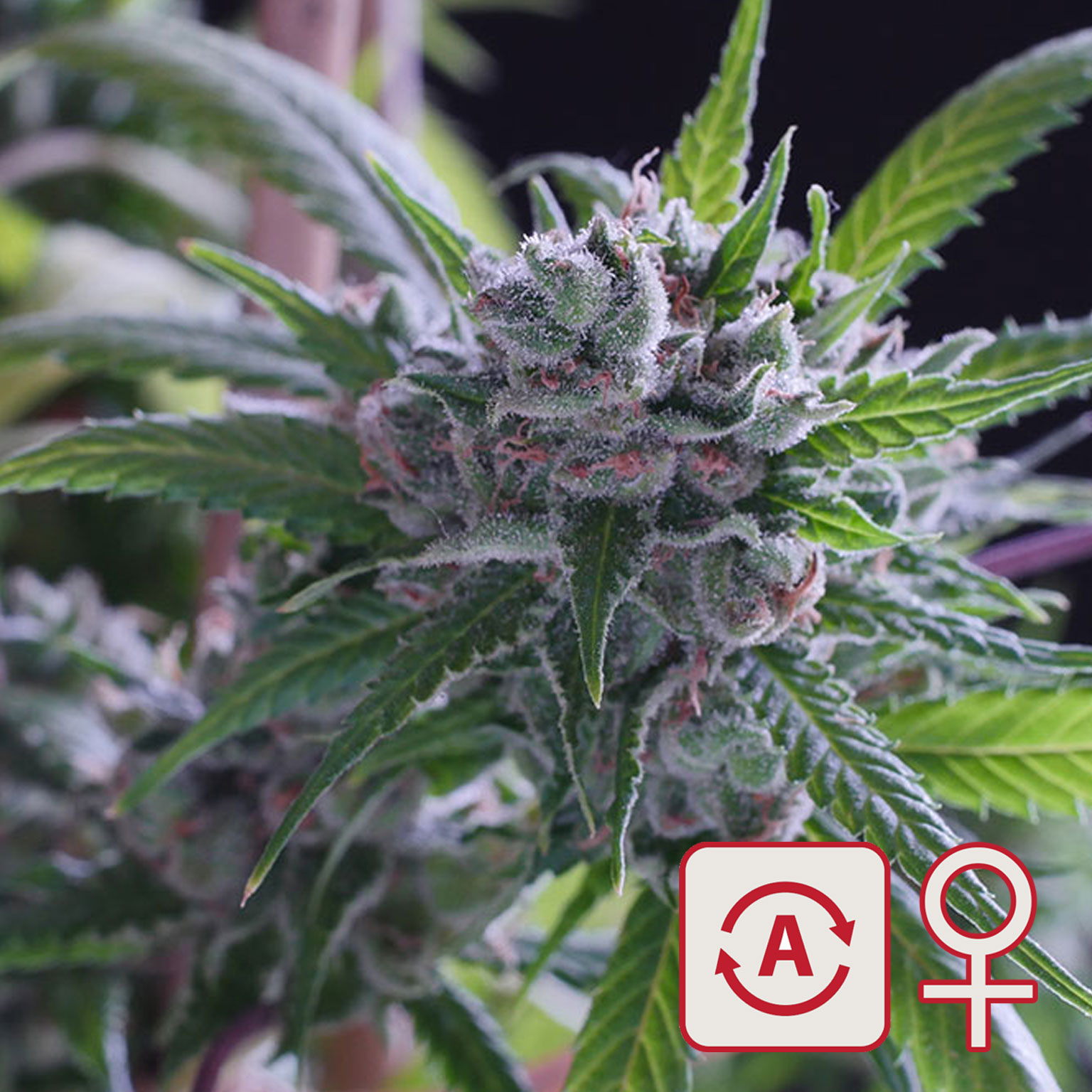 Space Mango Auto von KC Brains