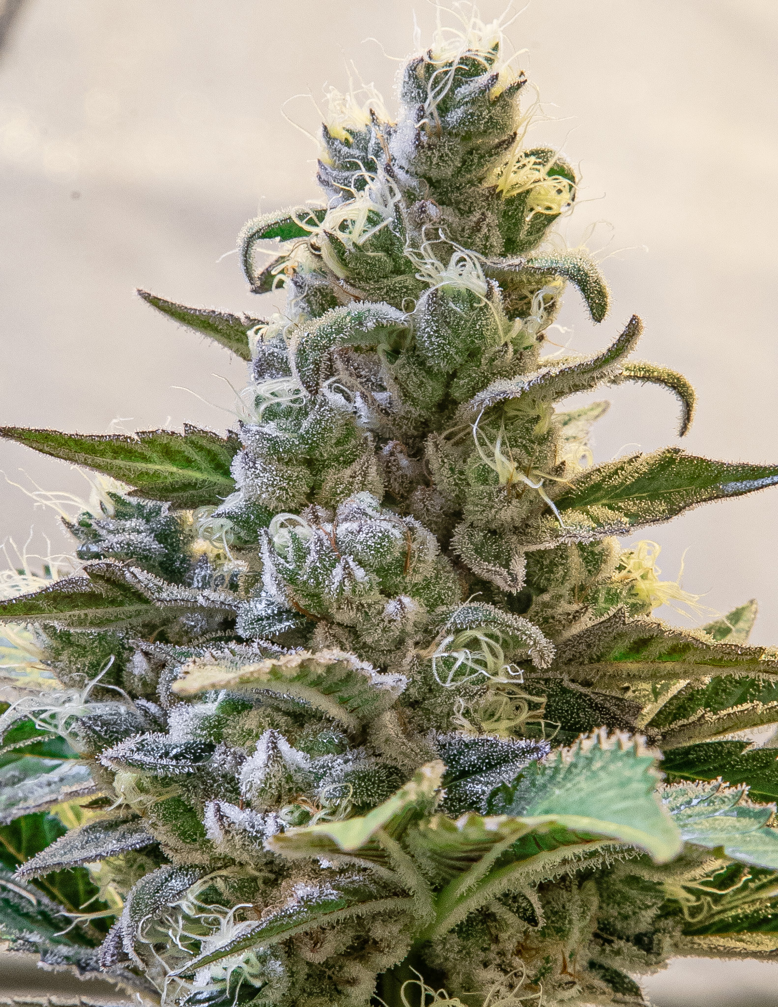 Lemon Cake Auto von High Speed Buds