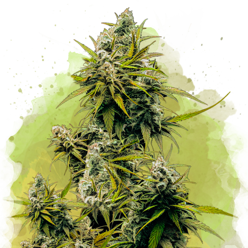 Lemon OG Haze Auto von Nirvana