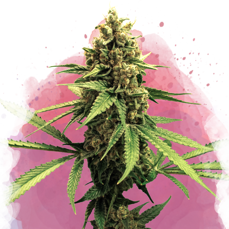 Lemon OG Haze von Nirvana