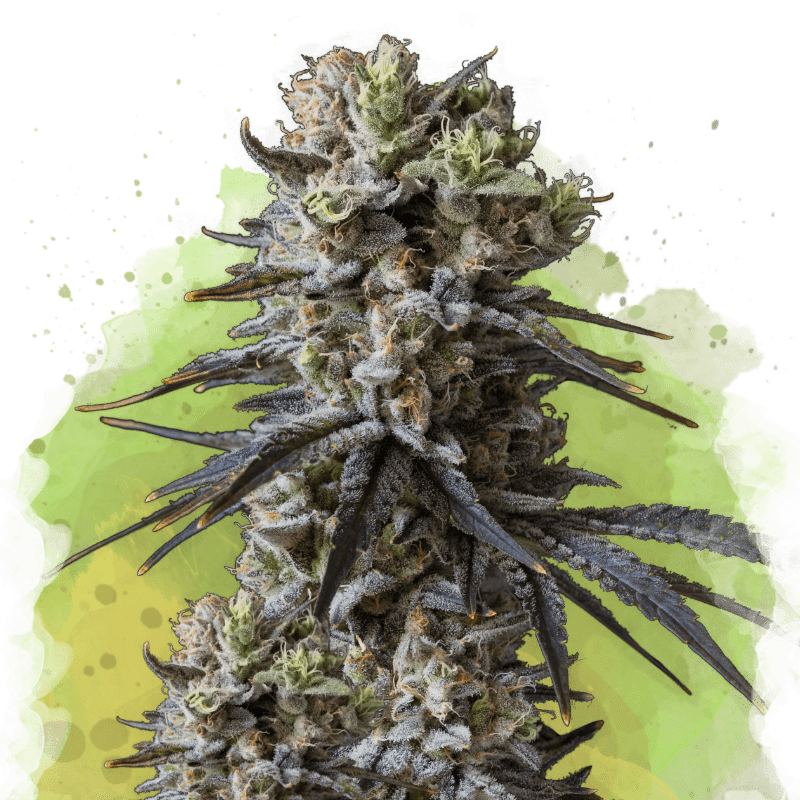 Lithium OG Kush Auto von Nirvana