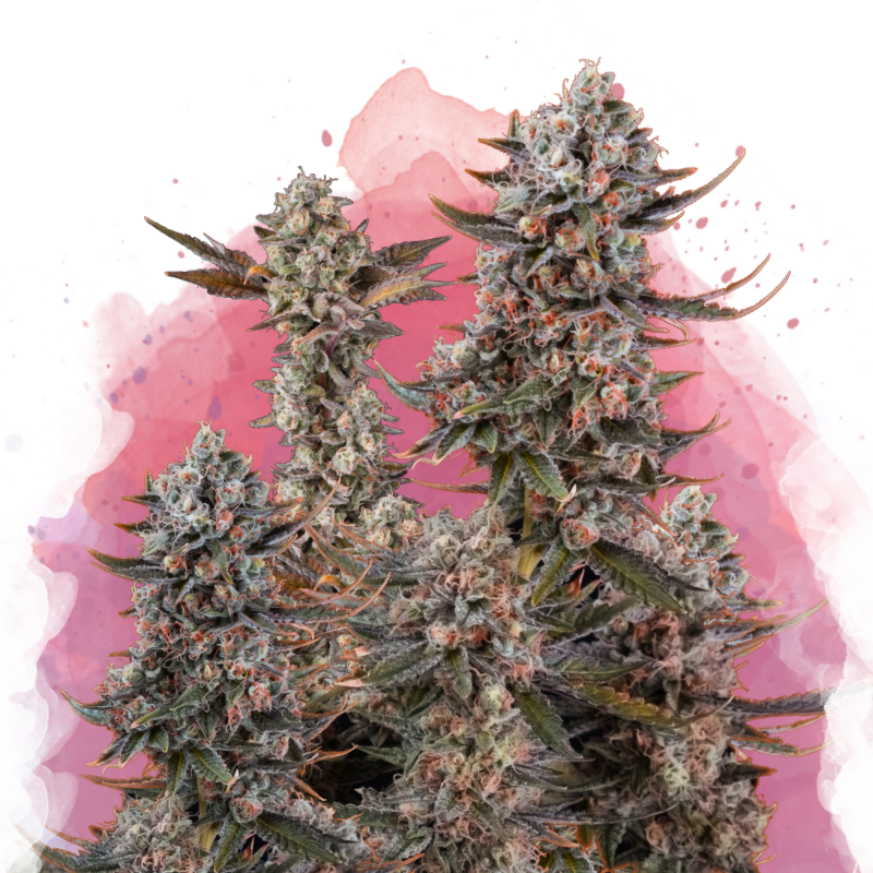 Lithium OG Kush von Nirvana