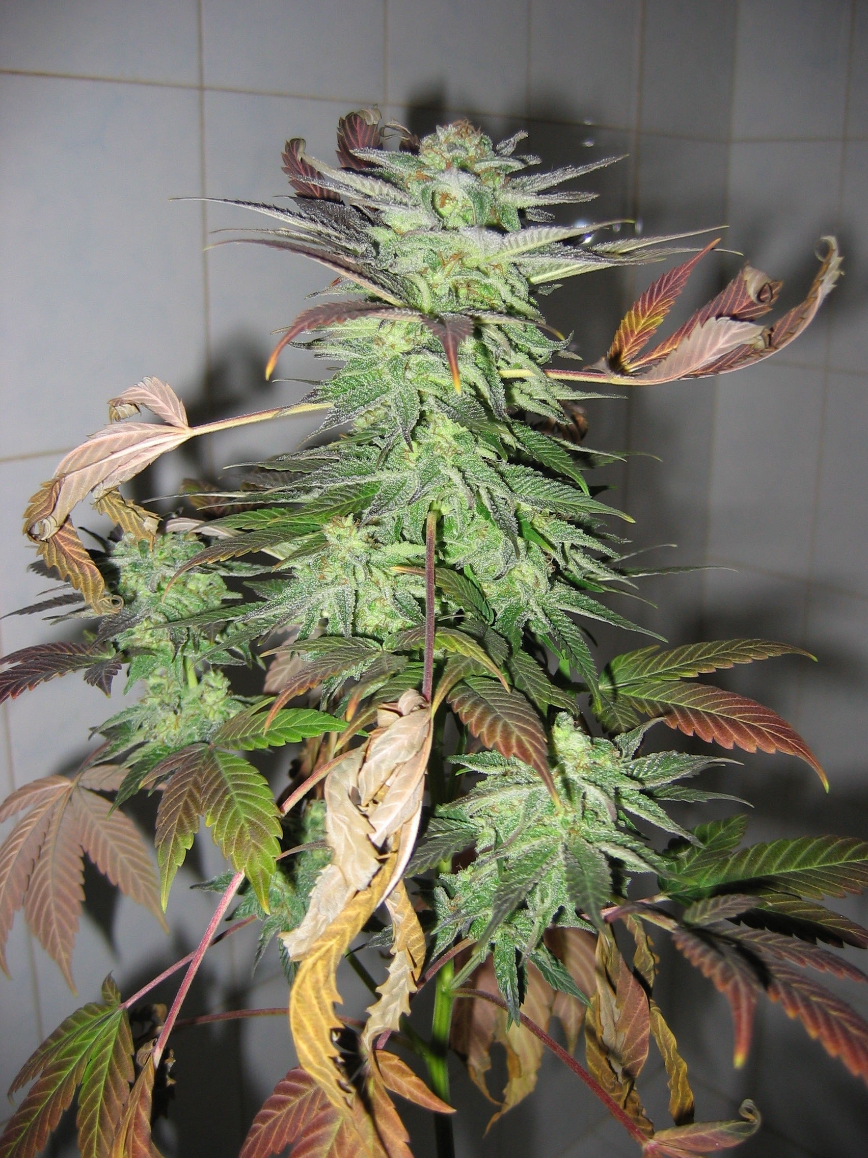 Master Kush Skunk von Mr Nice