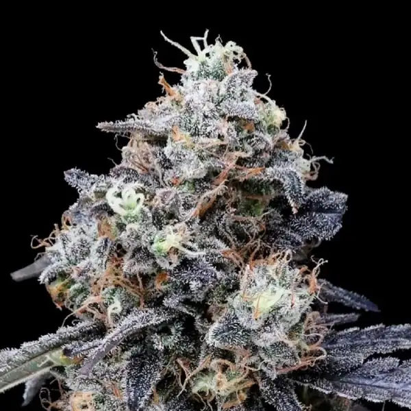 MacMelon Auto von DNA Genetics