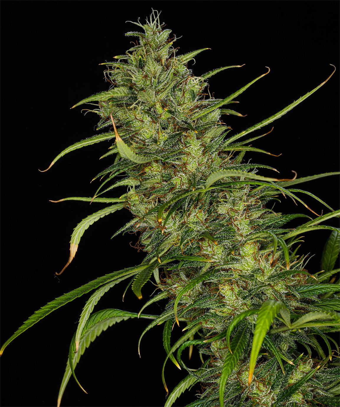 Mango Haze von Mr Nice