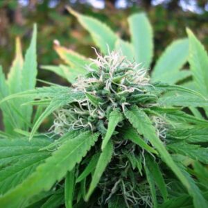 NL5 x Skunk von Mr Nice