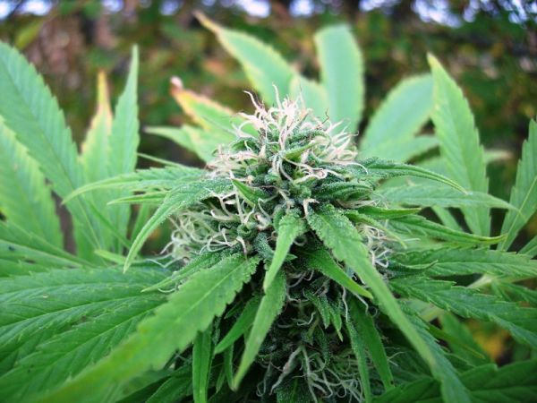 NL5 x Skunk von Mr Nice