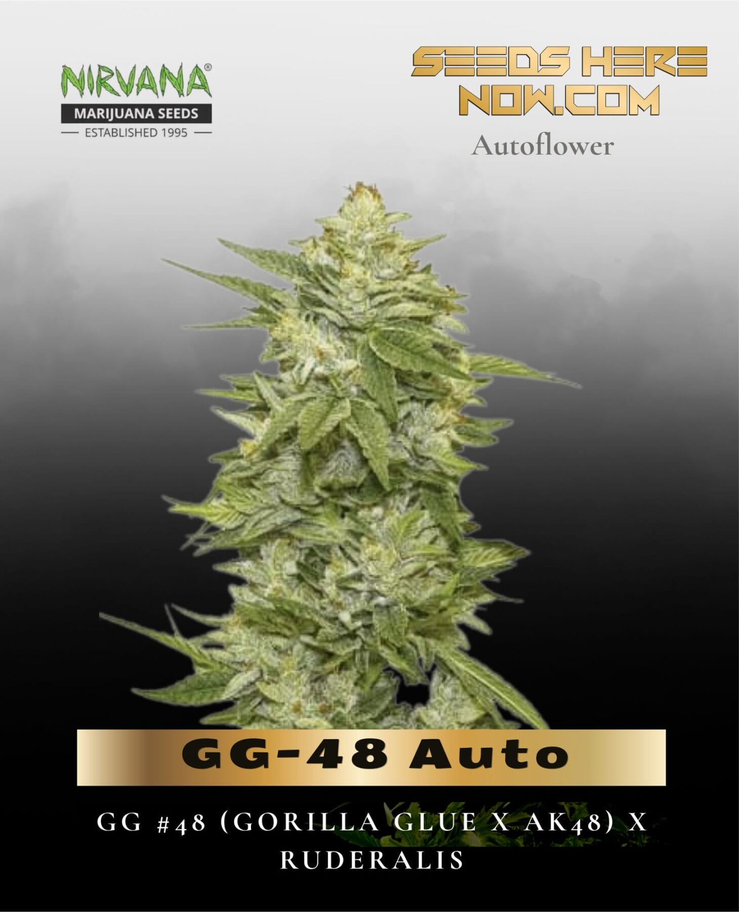 GG-48 Auto von Nirvana