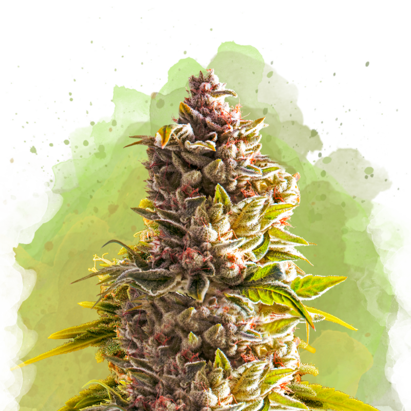 Northern Light Auto von Nirvana