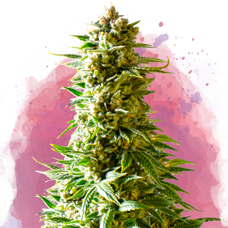Northern Light von Nirvana