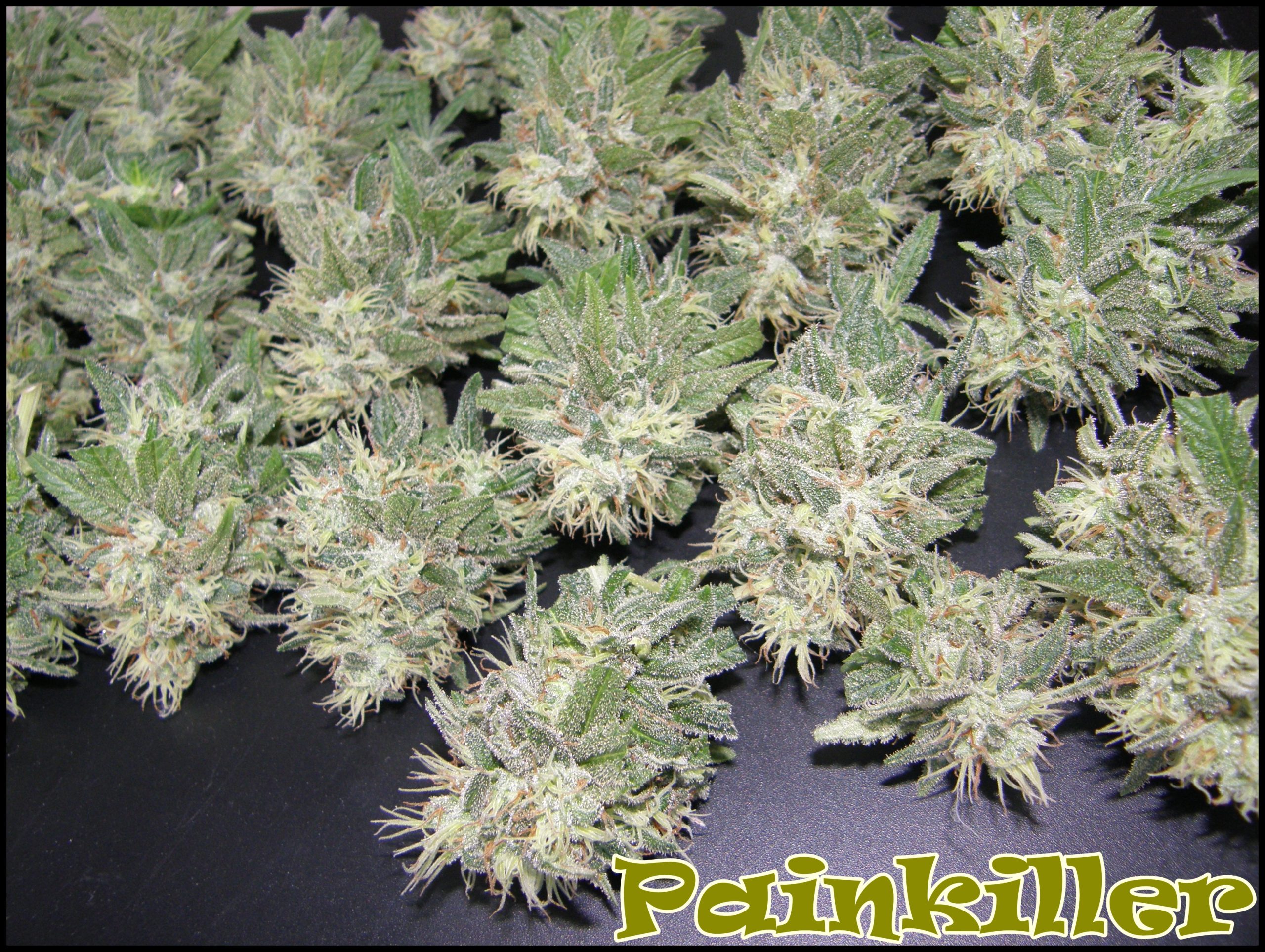 PainKiller von Dr Underground