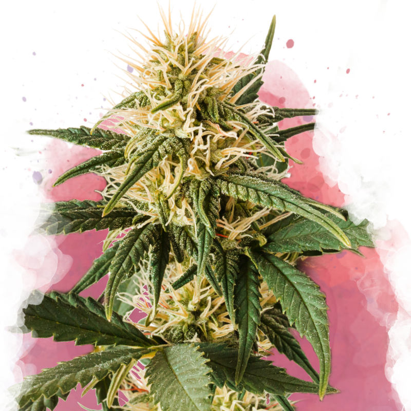 Pure Power Plant von Nirvana