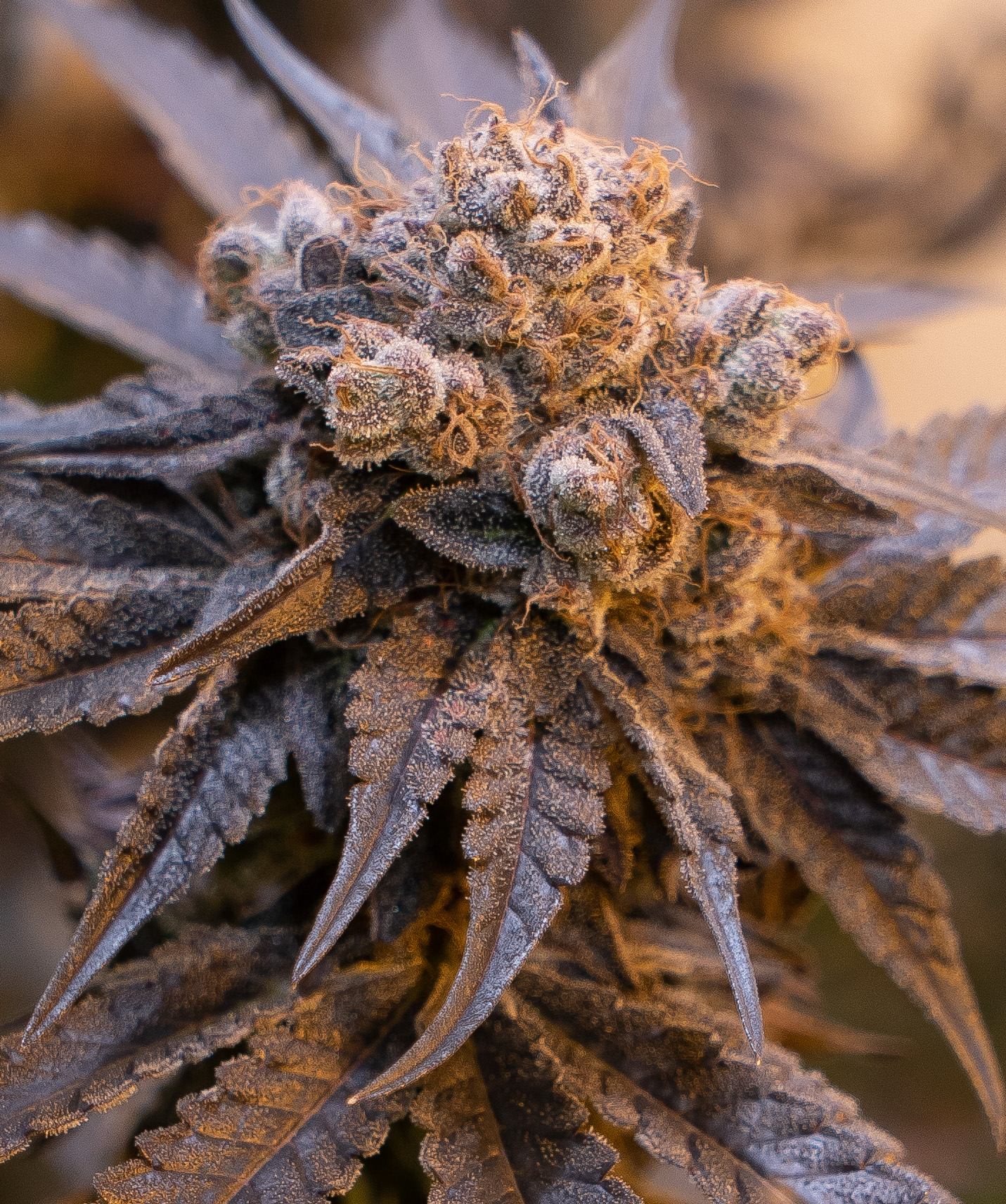 Purple Punch Auto von High Speed Buds